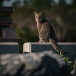 How to Use Google Lens to Find Cheaper Alternatives to Designer Clothes