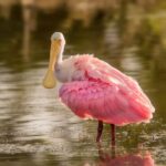 How to Negotiate Your Internet Bill Using Trim and Rocket Money