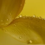 Natural Beauty Products from Italy: Exploring Lloyds Farmacia’s Premium Selection