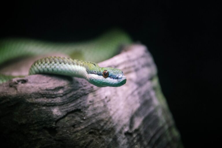 Tiana Naturals: Organic Skincare Solutions for Conscious Consumers