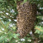 Apiculture.net Beekeeping: Starting Your Own Sustainable Honey Production
