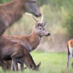 Where Germans Buy Garden Tools: Honest Review of Brast24.de